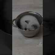 Я Уеду На Кухню