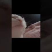 Кот Качает Головой Песня