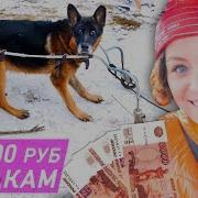 Помогаем Приюту Где 1600 Собак Покупки Для Бездомных Собак И Вечер В