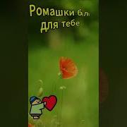 Ромашки Білі