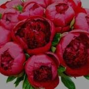 Дай Мне Фёдор Маслов