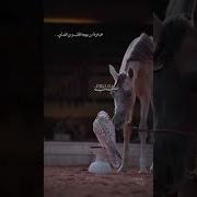 ماضي ع العهد حالة واتس