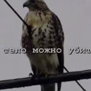 Если Дух Его Большой