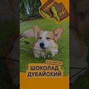 Шоколадный Пес