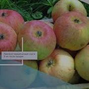 Моя Сладкая Нега