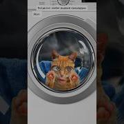 Песня Про Котика Который Трогал Фотографии