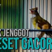 Masteran Burung Cucak Jenggot Jantan Gacor