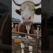 Худога Солдим Чингиз