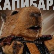 Капибара Всё Что В Жизни Есть У Меня