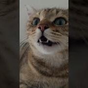 Miau Miau Miau