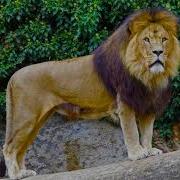 Simba Sound Effects