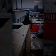 Lizer Flesh Джастин Пирс