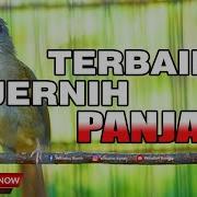 Suara Kapas Tembak Masteran Murai Batu