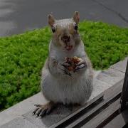 Chew