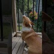 Corgi Howling