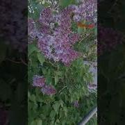 Расцветай Серень