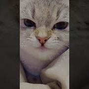 Кошка Мурлычет