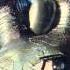 Psychotronic Sci Fi II 22 The Andromeda Strain By Michael Crichton 1969