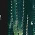 Wally Lopez Lonya X Groove Dousk Remix Beat Boutique