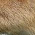 TPLL CAPYBARAS REQUIEM By Razaplays Updated