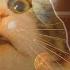 мур мур кис кис я котик ты котик