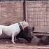 Dogo Argentino Dogoargentino Dog Doglover Hunting Huntingjajan Wildlife