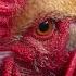 The 7 Pros And Cons Of Having A Rooster