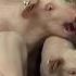 Pig Sounds Shorts