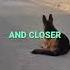 Brave German Shepherd Saves Little Girl From Kidnapper