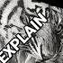 What Is The Tiger Mentality Motivation Tiger Quotes Animals