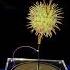 Cactus Music Tesla Coil Shorts