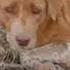 The Puppy Was In A Very Serious Condition He Was Constantly Shaking In Convulsions