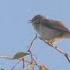 Пеночка теньковка Common Chiffchaff Phylloscopus Collybita 4К