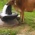 मह द व ज क ग ग जल म ल Mahadev Bholenath Bhole Bhajan Bhaktisong Shankar Shorts Shortsfeed
