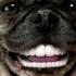 Pedigree Denta Stix реклама 2015