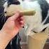 Now Your Cat Can Partake Dog Toys Catnip Catfacts Catmom Catdad Catlife Petlife