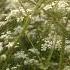 Колыбельная и Anthriscus Sylvestris Купырь лесной