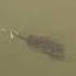 Sound On No One Else Has This Chatter Bait Handmade Fishingvideo Bassfishing Fish Fishing