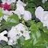 Ritual Online Bury Your Sorrows And Troubles Which Have