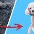 Marshmello Ft Hope For Paws HAPPIER Together Compilation Story