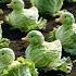 Cabbage Ducks Cutest Vegetable Surprise You Ve Ever Seen Youtubeshorts Nature Shorts