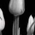 Andre H Etasonic Grey Flowers Perrelli Mankoff Remix Sound Fury Recordings