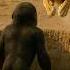 How Did The Smart Little Orangutan Manage To Successfully Evade The Attack Of The Lion Gorilla Lion