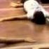 Enigma Practice Laila Me Laila