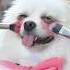 Have You Seen Barbie Funny Nico Funnyanimal Dog Funnydog Barbie