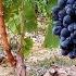 Tovuz Baltia Winery In Ibrahimhajili Tovuz Region