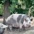 Old MacDonald PIGS Animals Pig Pigs Piglets Learning Farm Farmanimals Toddlers Preschool