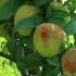 10 SWEET Health Benefits Of PEACHES Food Nutrition