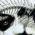 Arch Enemy 06 Demoniality
