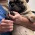 НЕУЛОВИМЫЙ ШОМА И ДРУГИЕ В ГРУМИНГ САЛОНЕ шома Grooming собаки груминг Dogs животные Vlog